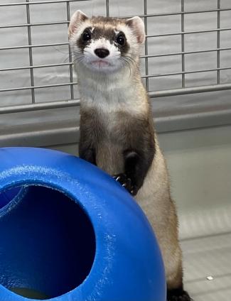 Black-footed Ferret photo