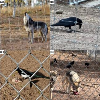 Two pictures of wolves and two pictures of corvids