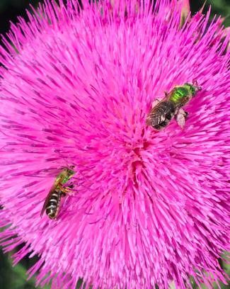 Bees on flower