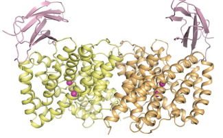 transmembrane channels & transporters photo