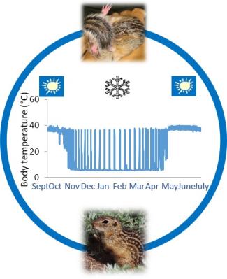 Hibernation  diagram