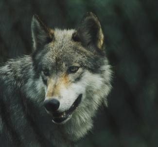 Gray wolf photo