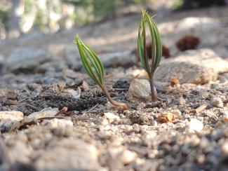 Limber pine seeds sprouting photo