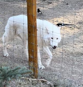 Photo of a white wolf in a fenced-in enclosure