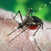 Aedes Aegypt Mosquito