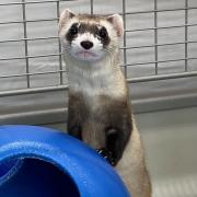 Black-footed Ferret photo