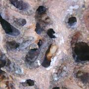 termite photo