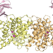 transmembrane channels & transporters photo