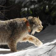 Lynx in snow