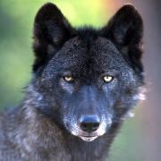 photo of wolf