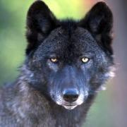 Wolf photo