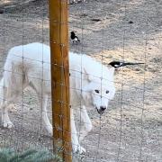 Wolf with Magpie photo