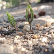 Limber pine seeds sprouting photo