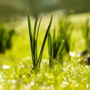 Flowers sprouting photo