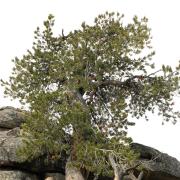 whitebark pine photo