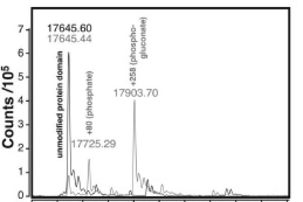 Graph of mass spectra showing a peak at 17645 Daltons for unmodified protein and 17903 Daltons for modified protein.