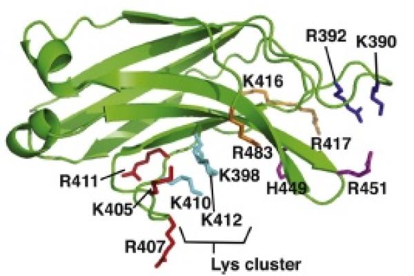 Structure of the Slp-4 C2A domain highlighting the membrane-facing positions of thirteen lysine, histidine, and arginine residues.