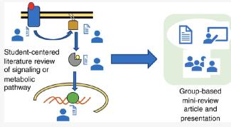 Diagram of a student-centered literature review writing assignment and class presentation about a cell signaling or metabolic pathway.