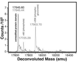 Graph of mass spectra showing a peak at 17645 Daltons for unmodified protein and 17903 Daltons for modified protein.