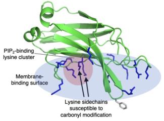 Ribbon diagram of a protein structure highlighting the two lysine sidechains that are susceptible to carbonyl modification.