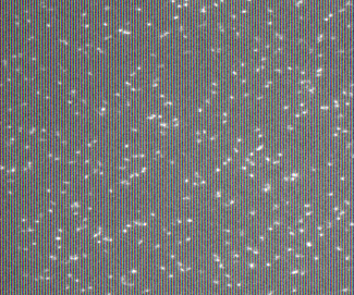 A fluorescence microscopy image of individual protein molecules diffusing laterally on a supported lipid bilayer.