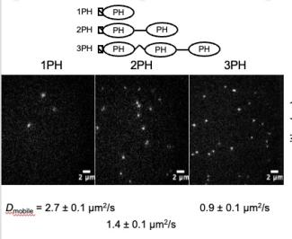 The lateral diffusion constants are 2.7 square microns per second for the monomer, 1.4 for the dimer, and 0.9 for the trimer.