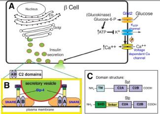Diagram showing how synaptotagmin-like proteins help insulin secretory vesicles dock to the β-cell plasma membrane via their two C2 domains.