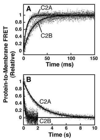 Graphs of timecourses of Slp-4 C2A and C2B domains binding membranes over 150 milliseconds, and releasing from membranes over ten seconds.