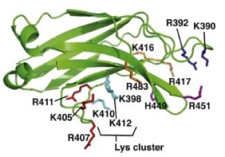 Structure of the Slp-4 C2A domain highlighting the membrane-facing positions of thirteen lysine, histidine, and arginine residues.