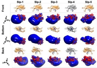 Synaptotagmin-like protein family C2A domain structures and electrostatic surfaces show a large blue positive region on all structures.