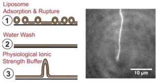 Stubs are made by adsorbing and rupturing liposomes onto a planar glass surface, washing with water, and adding physiological buffer.