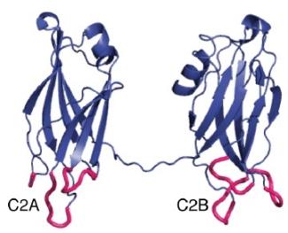 Ribbon diagram structure of a portion of the synaptotagmin-7 protein showing two C2 domains connected by a short unstructured linker.