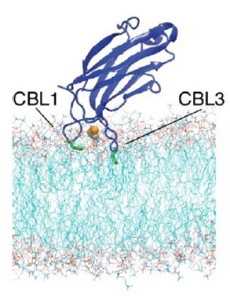 Ribbon diagram of the synaptotagmin-7 C2A domain inserting phenylalanine residues on two loops into the hydrophobic interior of a lipid bilayer.