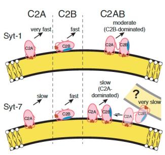 Syt-1 C2A is very fast, C2B is fast, and C2AB is moderate, dominated by C2B. Syt-7 C2A is slow, C2B is fast, and C2AB is slow, dominated by C2A.