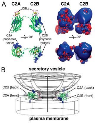Structural model of our hypothesis that Syt-7 uses multiple cationic surfaces on its C2 domains to bind in a fusion pore and slow expansion.