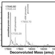 Graph of mass spectra showing a peak at 17645 Daltons for unmodified protein and 17903 Daltons for modified protein.