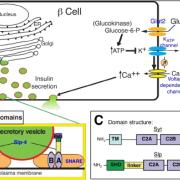 Diagram showing how synaptotagmin-like proteins help insulin secretory vesicles dock to the β-cell plasma membrane via their two C2 domains.