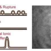 Stubs are made by adsorbing and rupturing liposomes onto a planar glass surface, washing with water, and adding physiological buffer.