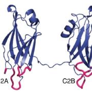 Ribbon diagram structure of a portion of the synaptotagmin-7 protein showing two C2 domains connected by a short unstructured linker.