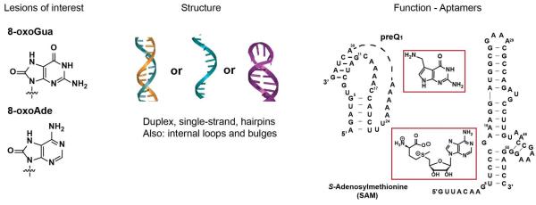 Oxidative Damage of RNA