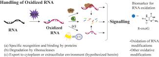 TOC for Biomolecules Review