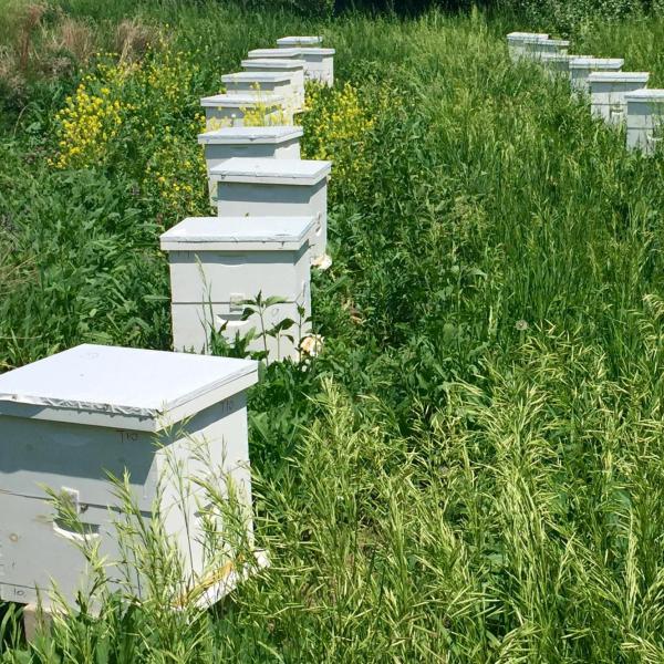 Rows of beehives
