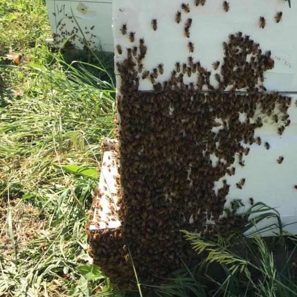 Bees on the beehive