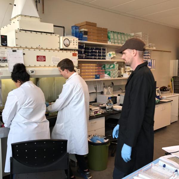 Student researchers working at a biosafety cabinet
