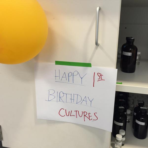 Lab cultures celebrating their first birthday