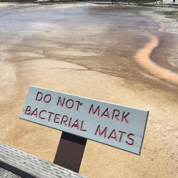 Sign that says "Do not mark bacterial mats"
