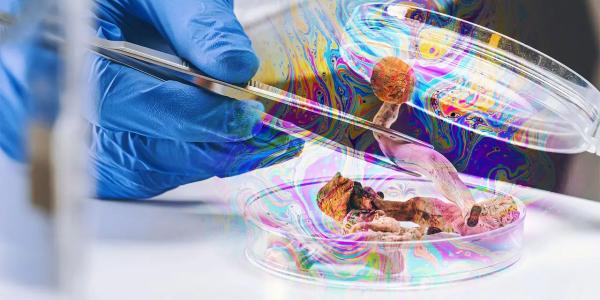 hands hold a mushroom in a research lab