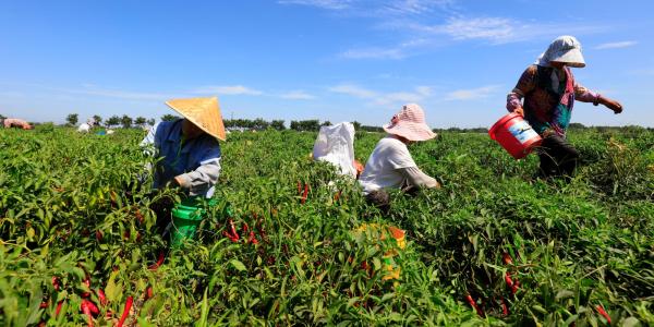 Several farm workers wearing wide-brimmed hats and sun-protective clothing harvest red chili peppers in a lush green field, carrying colorful buckets beneath a clear blue sky.