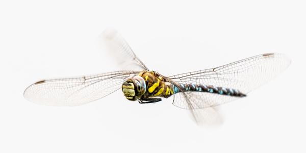 A dragonfly in mid-flight