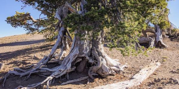 white bark pine tree